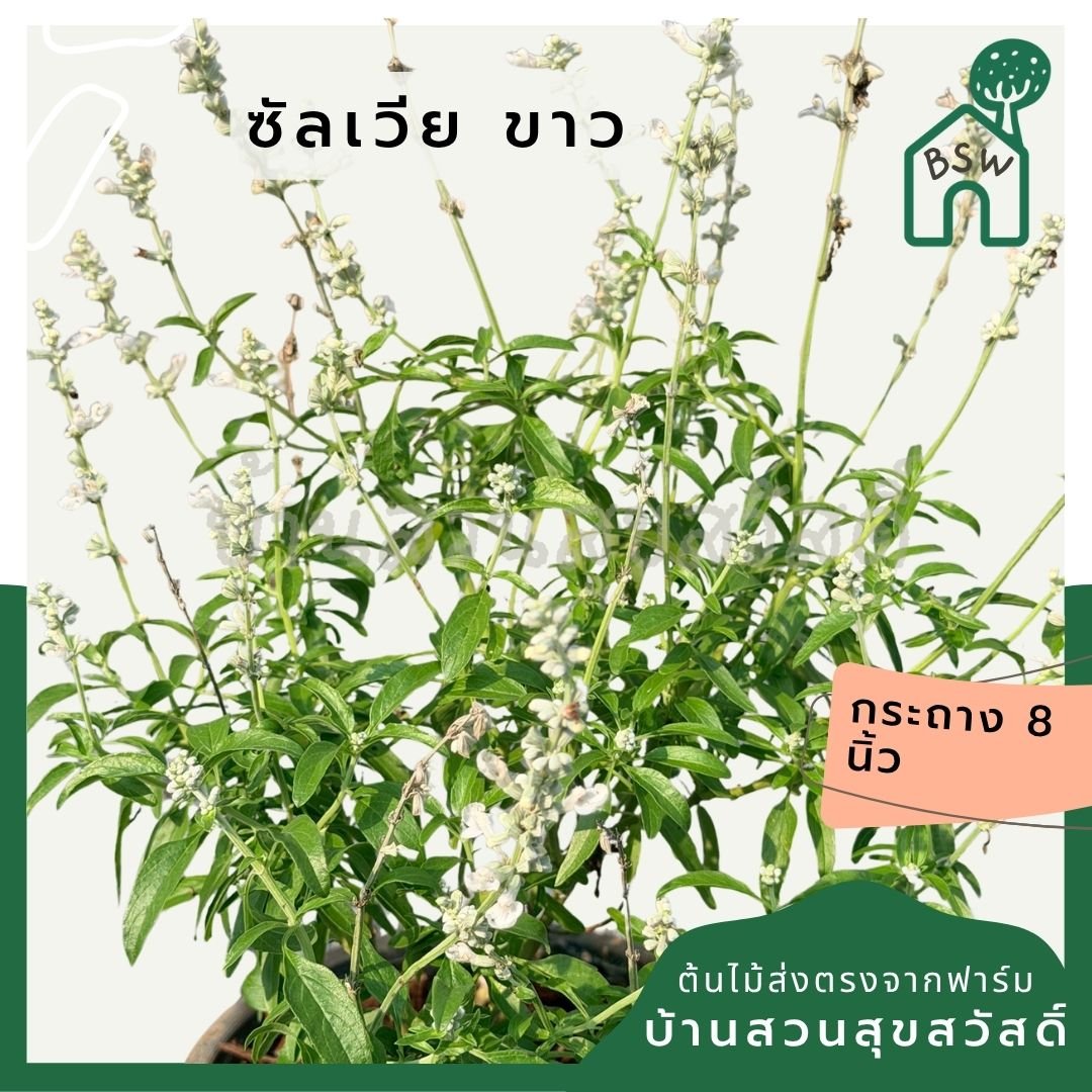 ซัลเวีย บาเดรี 8 นิ้ว (Salvia Barre) - Pamathegardener