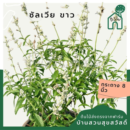 ซัลเวีย บาเดรี 8 นิ้ว (Salvia Barre) - Pamathegardener