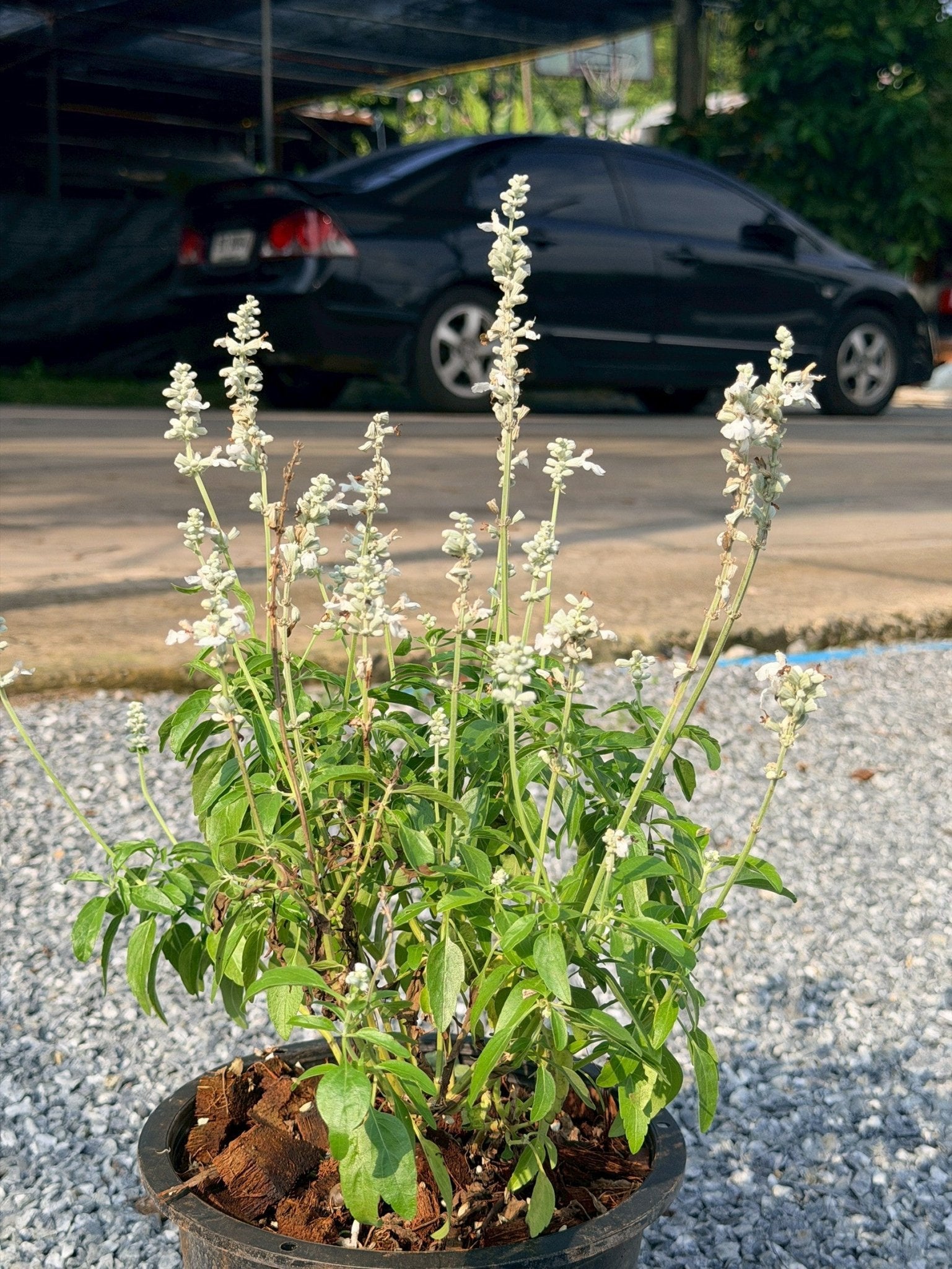 ซัลเวีย บาเดรี 8 นิ้ว (Salvia Barre) - Pamathegardener