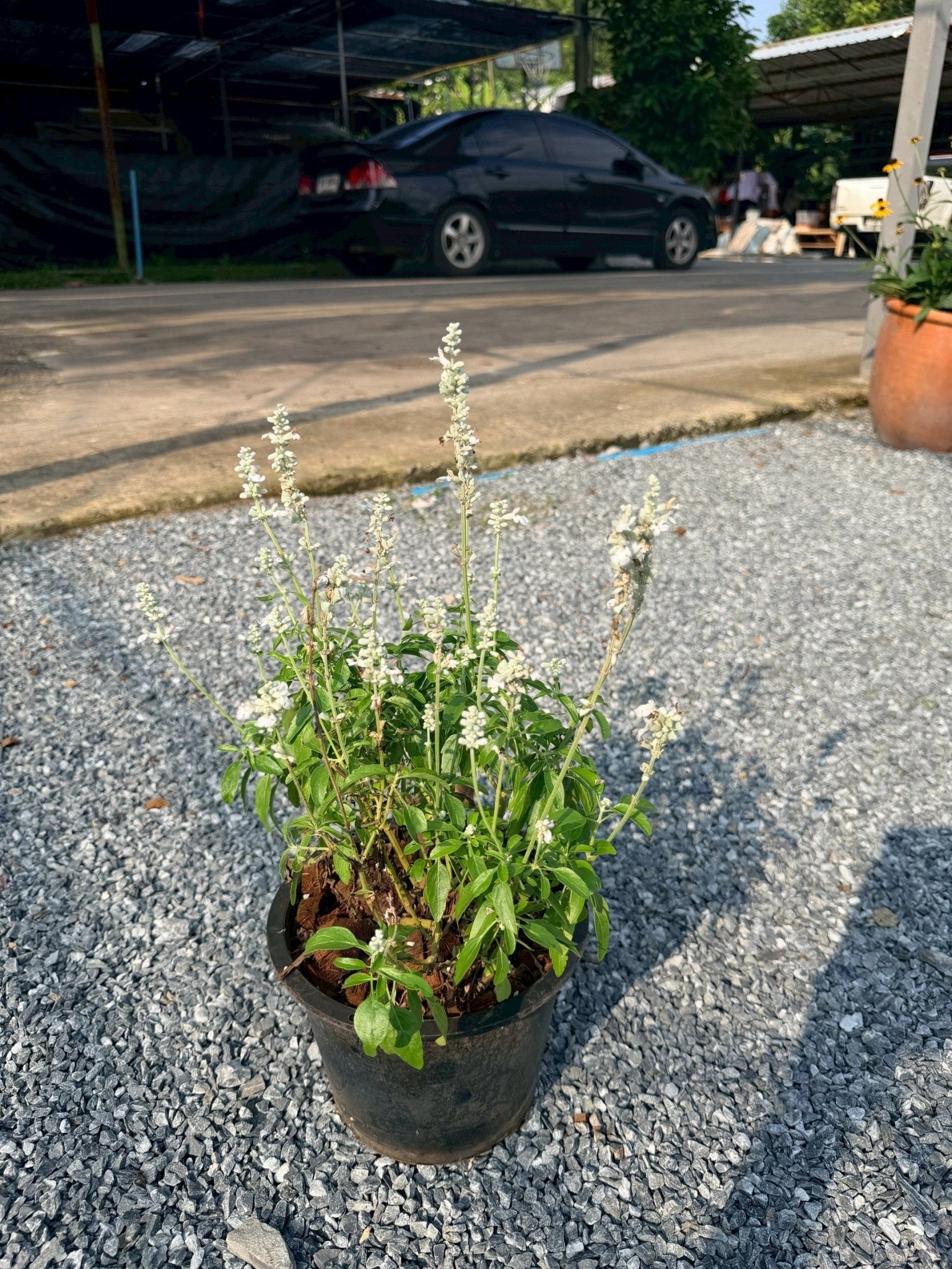 ซัลเวีย บาเดรี 8 นิ้ว (Salvia Barre) - Pamathegardener