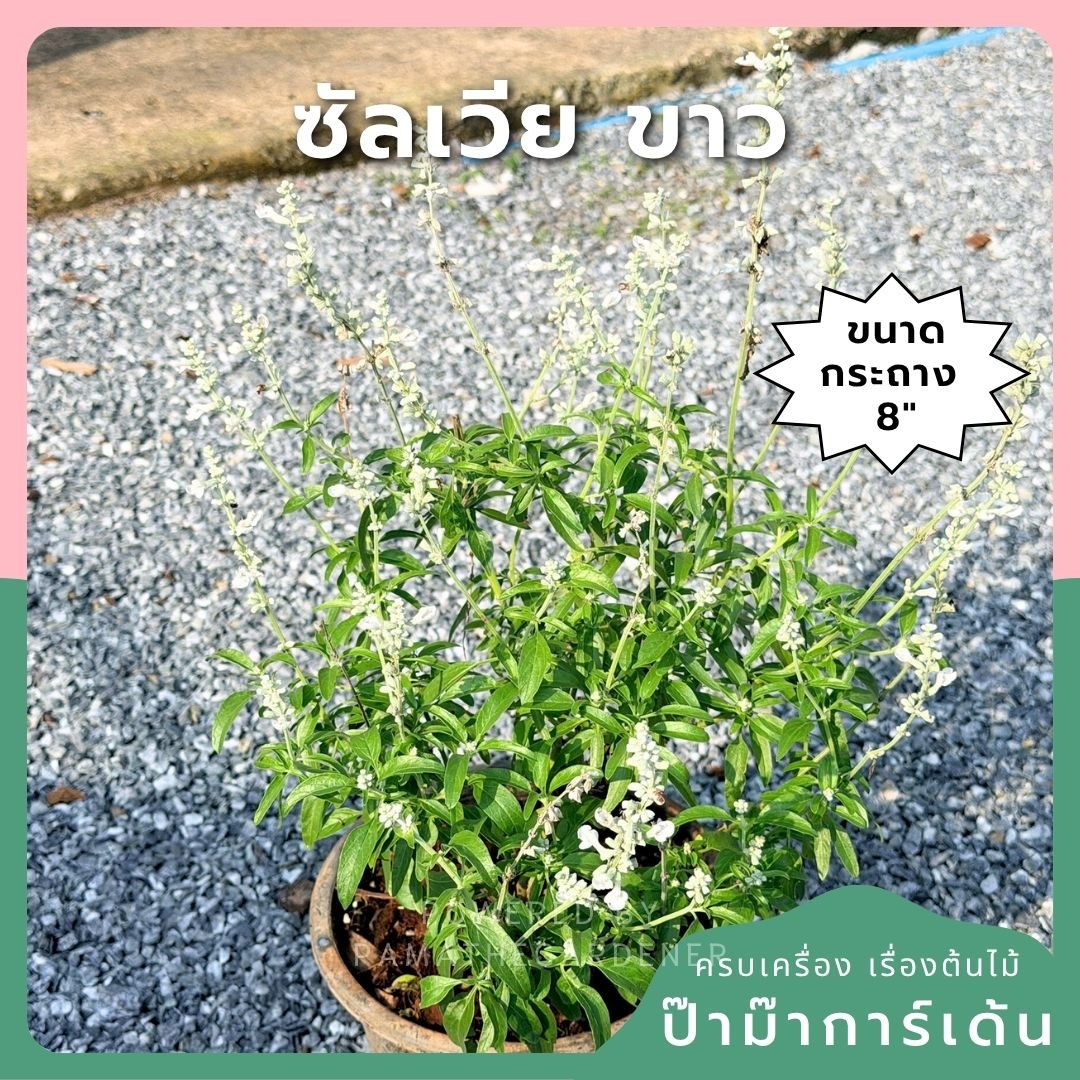 ซัลเวีย บาเดรี 8 นิ้ว (Salvia Barre) - Pamathegardener