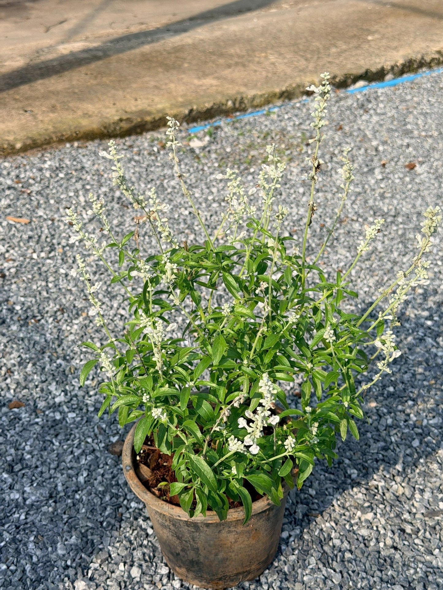 ซัลเวีย บาเดรี 8 นิ้ว (Salvia Barre) - Pamathegardener
