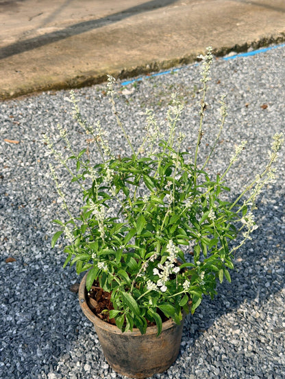 ซัลเวีย บาเดรี 8 นิ้ว (Salvia Barre) - Pamathegardener