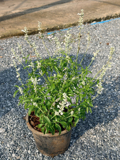 ซัลเวีย บาเดรี 8 นิ้ว (Salvia Barre) - Pamathegardener