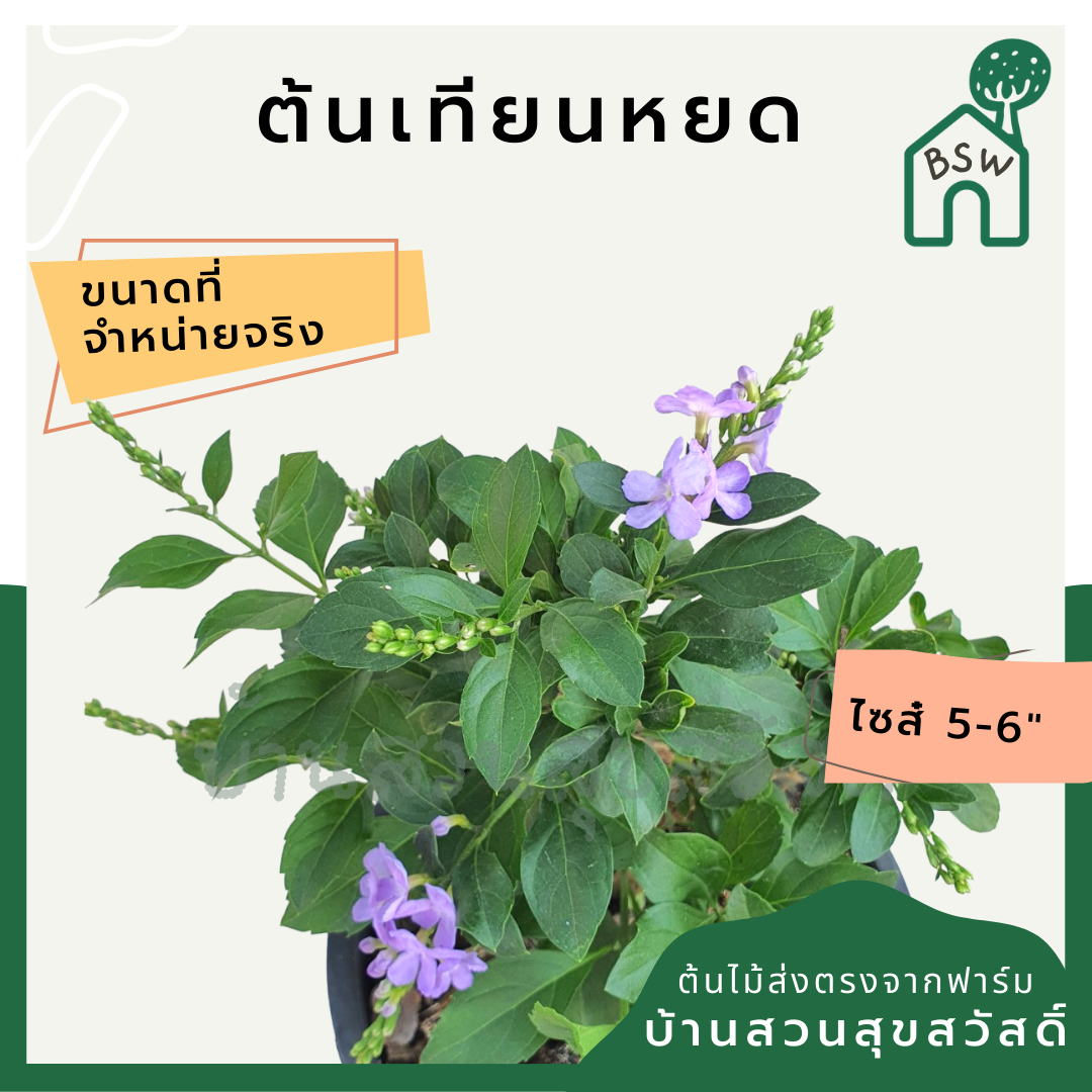 เทียนหยด (Duranta Erecta) ไม้ดอกสีม่วงในกระถางพร้อมตั้ง
