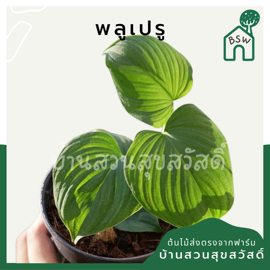 พลูเปรู (Marcgravia Umbellata) ไม้เลื้อยในกระถาง 4 นิ้ว