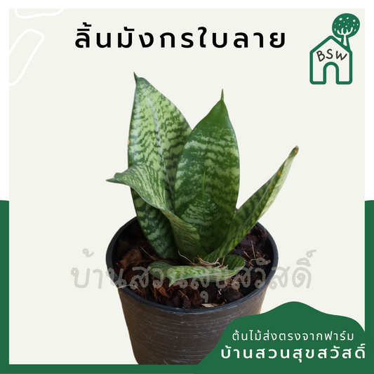 ลิ้นมังกรแคระใบลาย (Sansevieria Trifasciata 'Hahnii') ไม้ฟอกอากาศในกระถาง 4-5 นิ้ว