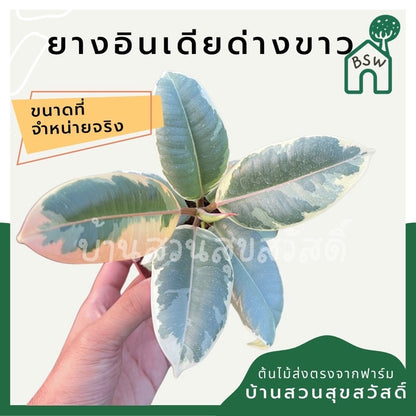 ยางอินเดียด่างขาว มีหลายขนาด