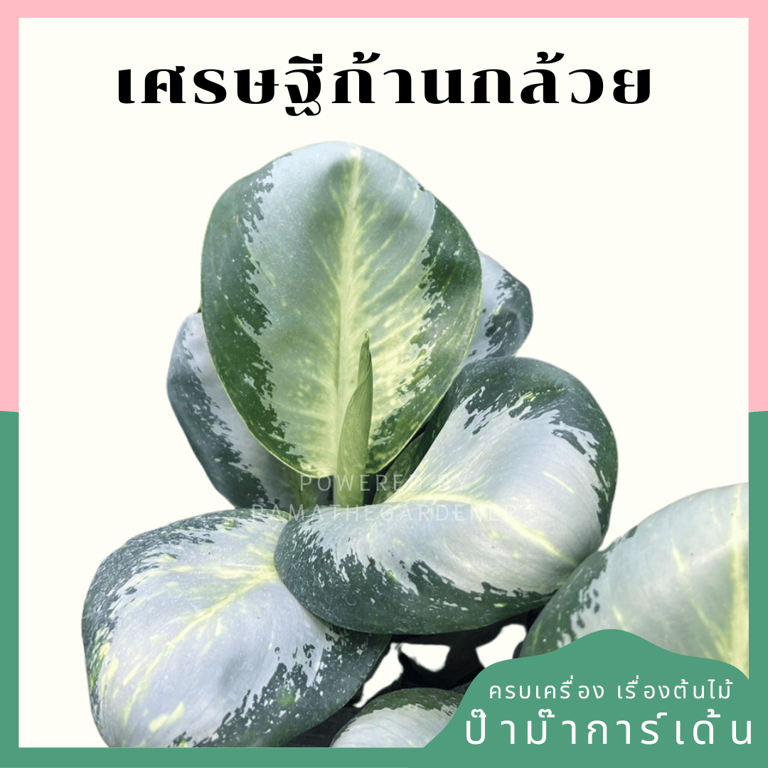 อโกลนีม่าเศรษฐีก้านกล้วย (Kankluai) กระถาง 11 นิ้ว
