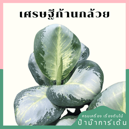 อโกลนีม่าเศรษฐีก้านกล้วย (Kankluai) กระถาง 11 นิ้ว
