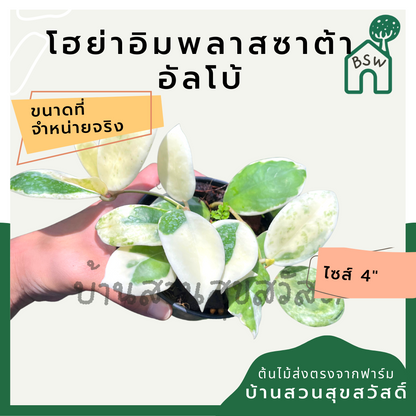 โฮย่าอิมพลาสซาต้า อัลโบ้ มาในกระถางพร้อมตั้ง ไม้รำไรออกดอกสวย ออกดอกเก่ง