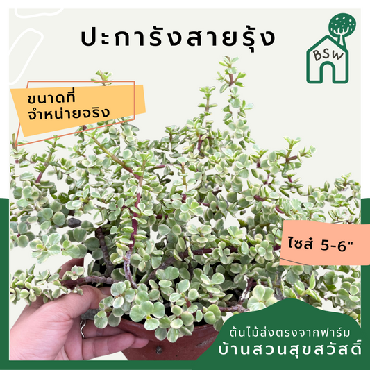 ปะการังสายรุ้งด่าง (Euphorbia Tirucalli 'Sticks on Fire') ไม้โชว์สีในกระถางพร้อมตั้ง