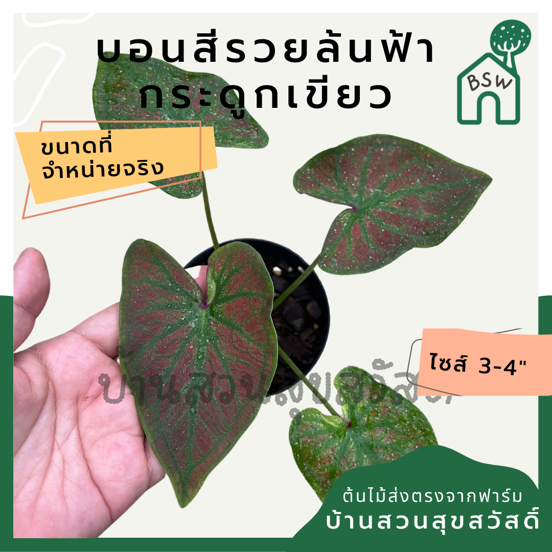 บอนสีรวยล้นฟ้ากระดูกเขียว (Caladium) ไม้มงคลในกระถางพร้อมตั้ง