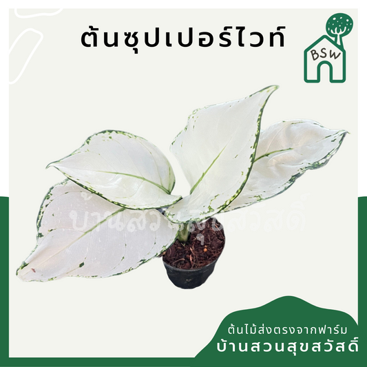 ซุปเปอร์ไวท์ (Aglaonema 'Super White') ไม้ใบสวยฟอกอากาศในกระถาง 5-6 นิ้ว