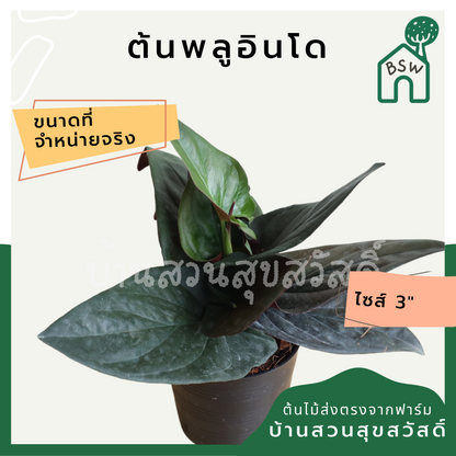 พลูอินโด (Scindapsus Pictus) ไม้เลื้อยฟอกอากาศยอดนิยมในกระถาง