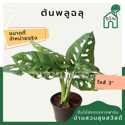 พลูฉลุ (Monstera Adansonii) ไม้ฟอกอากาศรูปร่างสวยในกระถางพร้อมตั้ง