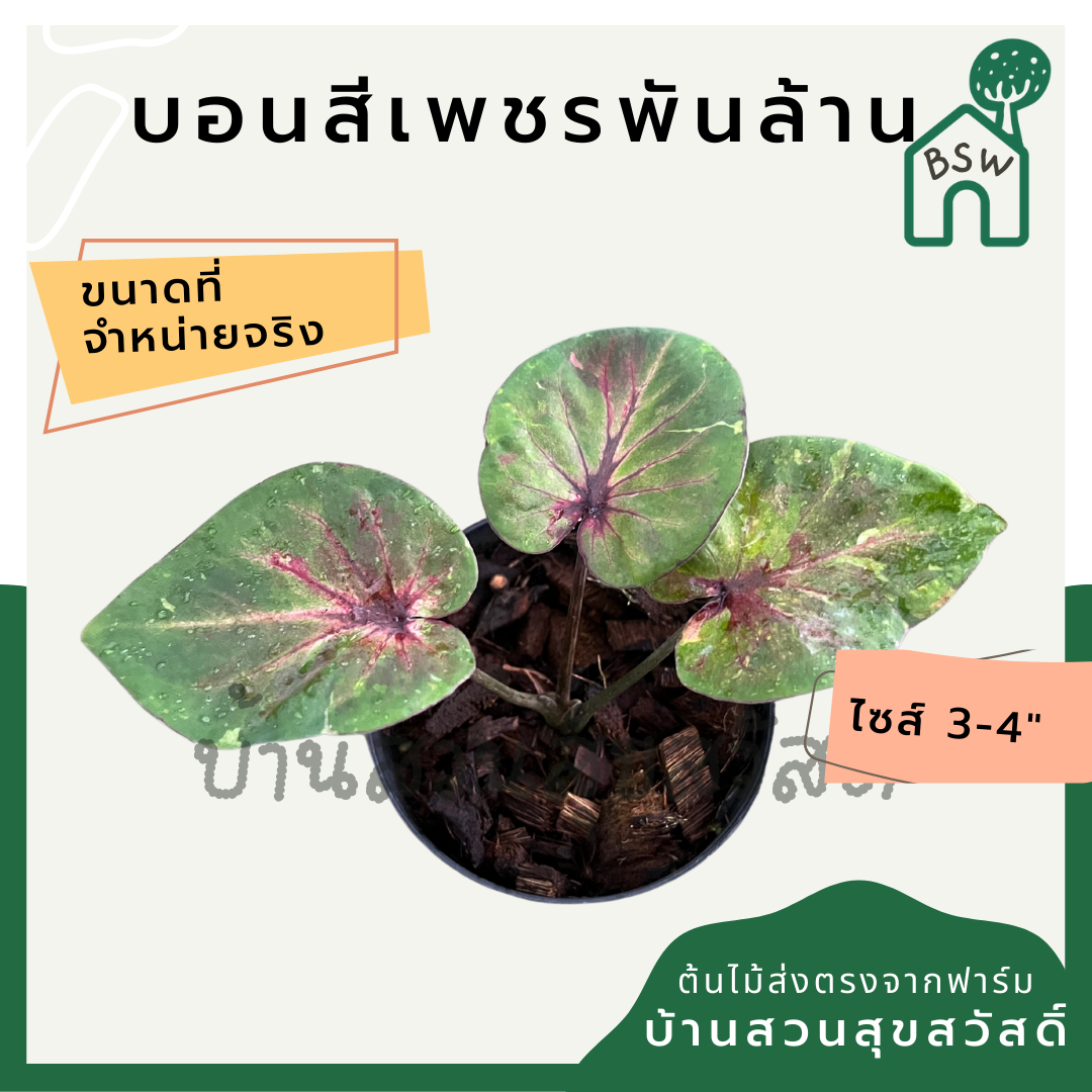 บอนสีเพชรพันล้าน (Caladium) ไม้มงคลในกระถางพร้อมตั้ง