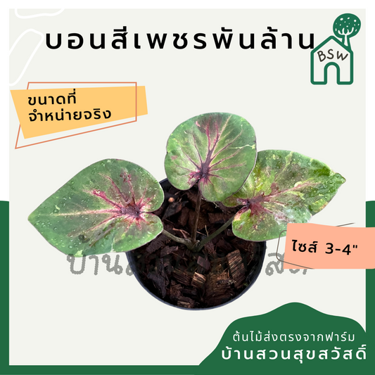 บอนสีเพชรพันล้าน (Caladium) ไม้มงคลในกระถางพร้อมตั้ง