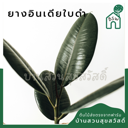ต้นยางอินเดีย ในกระถาง 5-6 นิ้ว