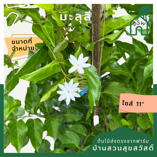 มะลุลี (Jasminum Sambac 'Mali Lii') ไม้ดอกหอมในกระถาง 11 นิ้ว