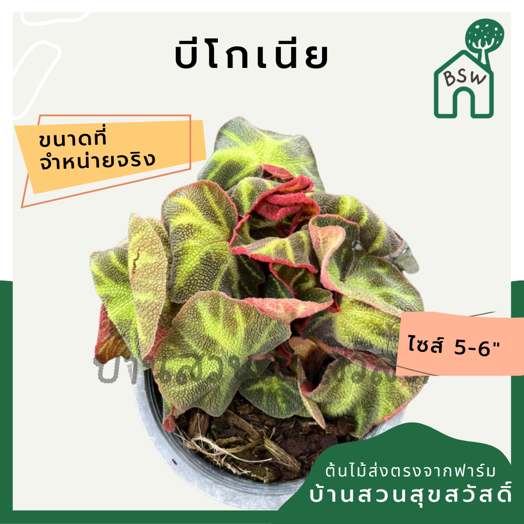 บีโกเนีย (Begonia) ไม้ใบสวยในกระถาง 5-6 นิ้ว