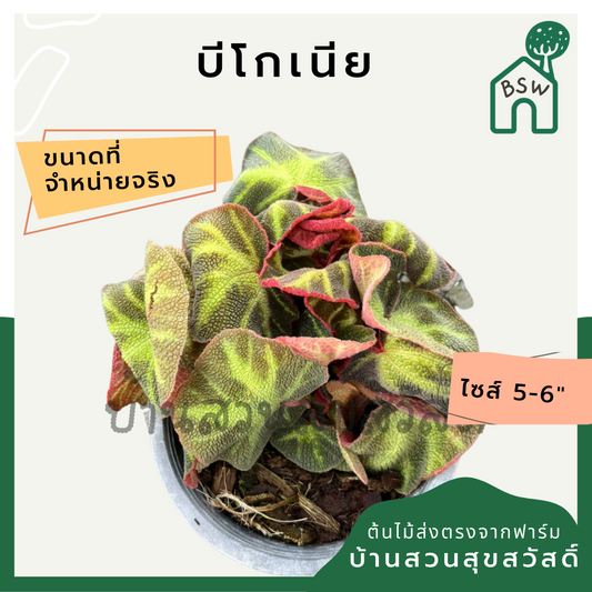 บีโกเนีย (Begonia) ไม้ใบสวยในกระถาง 5-6 นิ้ว