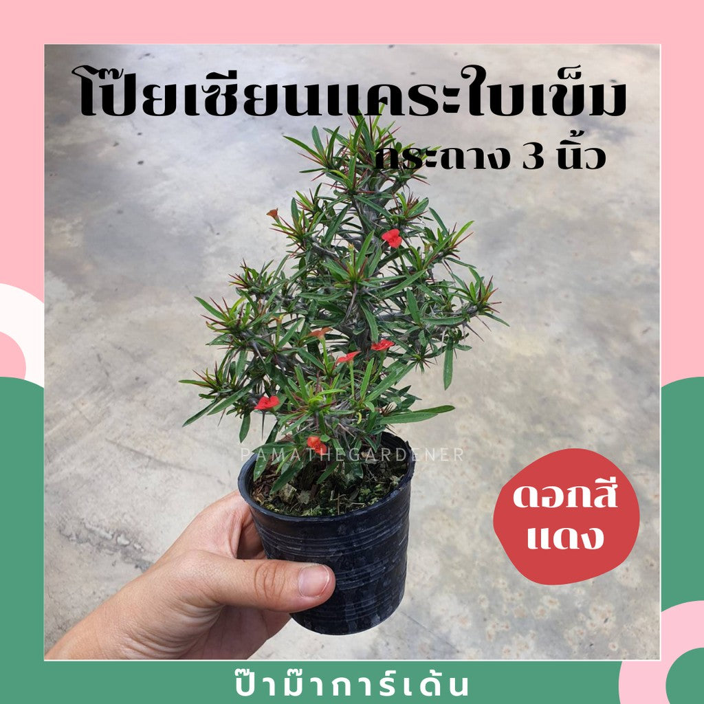 ต้นโป๊ยเซียนแคระ ในกระถาง 5-6 นิ้ว ไม้แดด ออกดอกตลอดปี