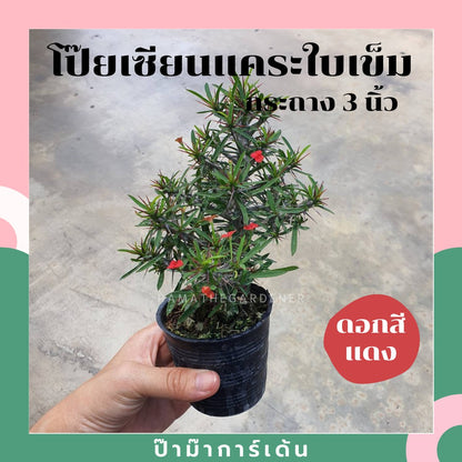 ต้นโป๊ยเซียนแคระ ในกระถาง 5-6 นิ้ว ไม้แดด ออกดอกตลอดปี