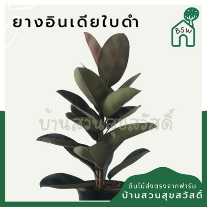 ต้นยางอินเดีย ในกระถาง 5-6 นิ้ว