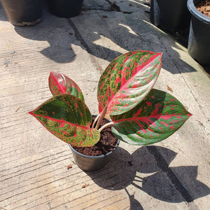 ต้นทรัพย์มงคล อโกลนีมา เลี้ยงในบ้านได้ ใบสีสดสวย (ลอตใหม่ กระถาง 4 - 8 นิ้ว)