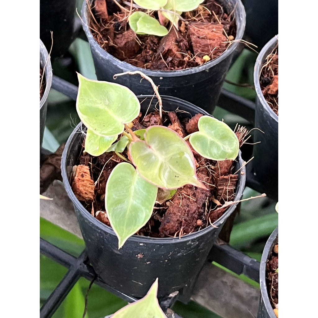 ต้นฟิโลก้านส้ม ฟิโลเดนดรอนก้านส้ม Philodendron billietiae พร้อมส่ง  ไม้เนื้อเยื้อ
