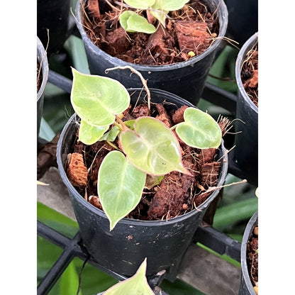 ต้นฟิโลก้านส้ม ฟิโลเดนดรอนก้านส้ม Philodendron billietiae พร้อมส่ง  ไม้เนื้อเยื้อ