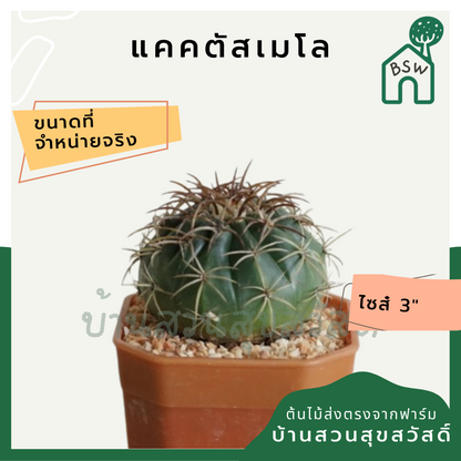 แคคตัสเมโล (Melocactus) กระบองเพชรในกระถางพร้อมตั้ง