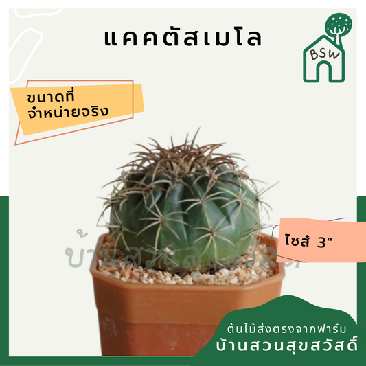 แคคตัสเมโล (Melocactus) กระบองเพชรในกระถางพร้อมตั้ง