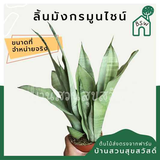 ลิ้นมังกรมูนไชน์ (Sansevieria 'Moonshine') ไม้ฟอกอากาศในกระถางพร้อมตั้ง