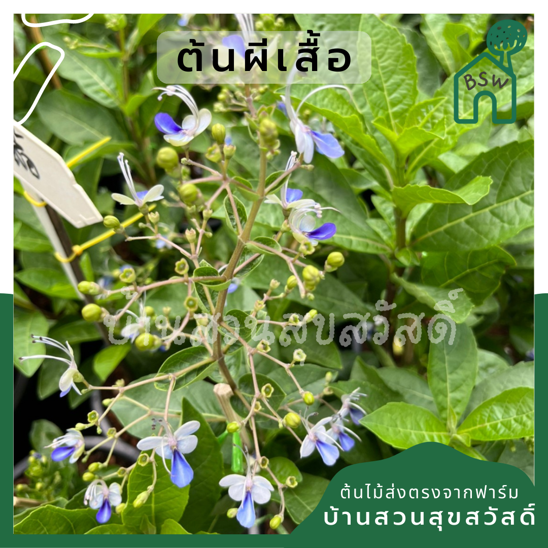 ต้นผีเสื้อ กระถาง 11 นิ้ว ไม้แดด ต้นใหญ่สวยมาก ออกดอกตลอดปี