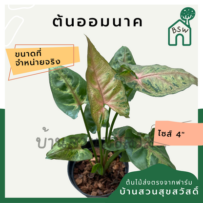 ออมนาค (Syngonium Podophyllum 'Neon Robusta') ไม้มงคลในกระถาง 4 นิ้ว
