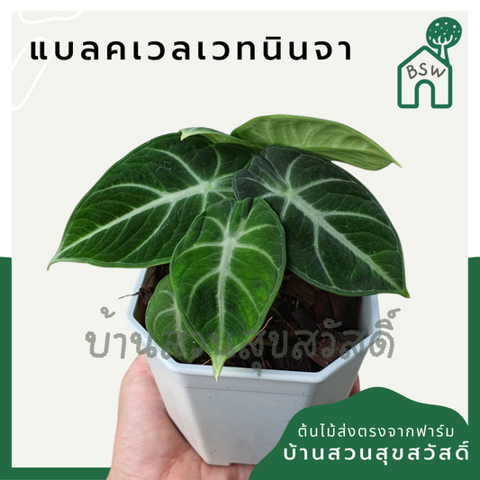 อโลคาเซีย แบลคเวลเวท (Alocasia Reginula) ใบกำมะหยี่ในกระถาง 4 นิ้ว