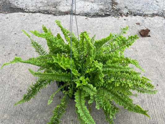 Fern เฟรินขนนก กระถาง 8 นิ้ว
