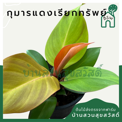 กุมารแดงเรียกทรัพย์ (Aglaonema 'Kumarn Daeng') ไม้มงคลในกระถางพร้อมตั้ง
