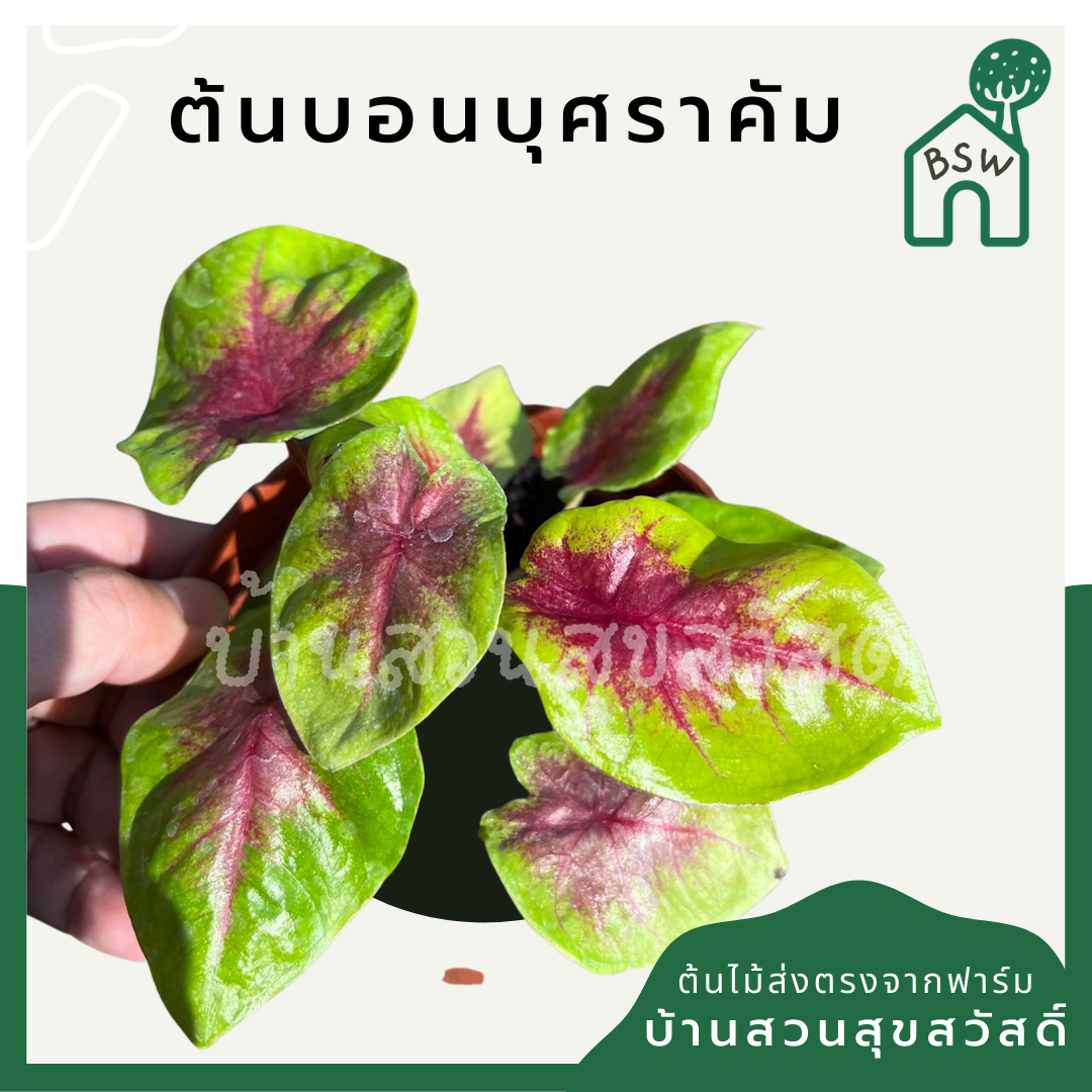 บอนสีไข่แดง (Caladium) ไม้ใบมงคลในกระถางพร้อมตั้ง