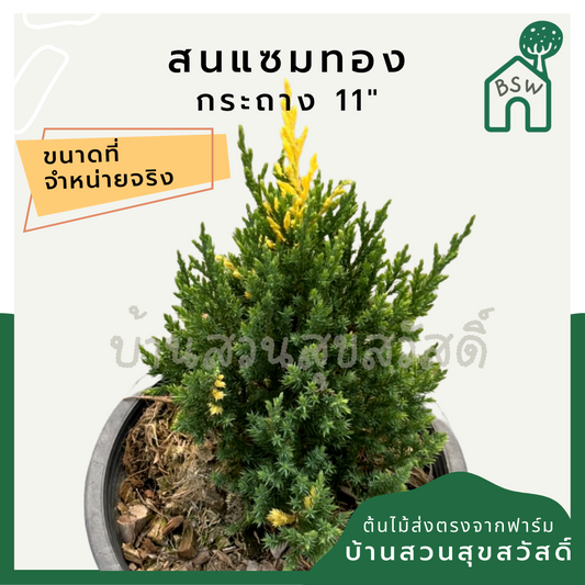 ต้นสนแซมทอง กระถาง 11 นิ้ว ต้นใหญ่