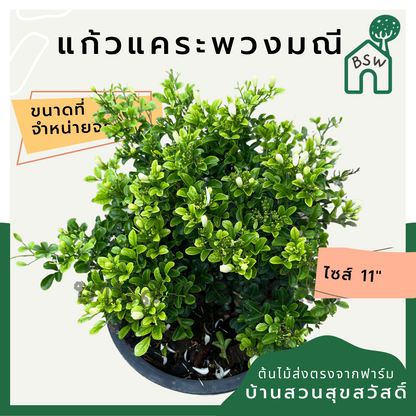 แก้วแคระพวงมณี (Murraya Paniculata 'Puang Manee') ไม้ดอกหอมในกระถาง 11 นิ้ว