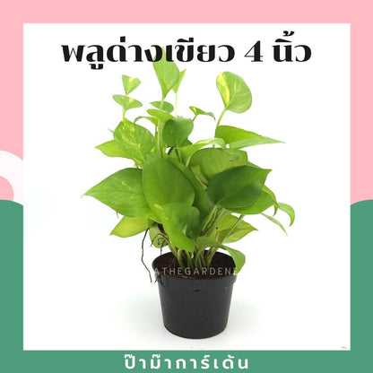 พลูด่างเขียว กระถาง 4 นิ้ว