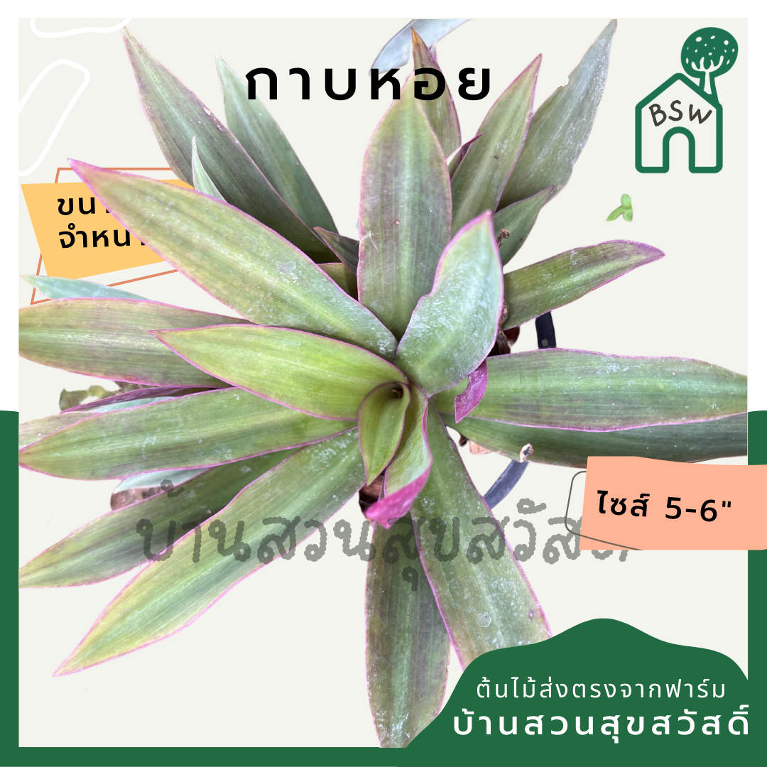 กาบหอย (Tradescantia Spathacea) ไม้ประดับสีสวยในกระถาง 5-6 นิ้ว