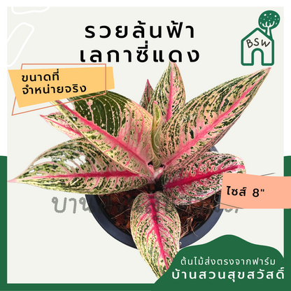 อโกลนีม่า เลกาซี่แดง | Aglaonema Red Legacy | ไม้ประดับใบสีแดง ไม้มงคล กระถาง 8 นิ้ว