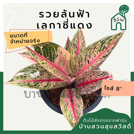 อโกลนีม่า เลกาซี่แดง | Aglaonema Red Legacy | ไม้ประดับใบสีแดง ไม้มงคล กระถาง 8 นิ้ว