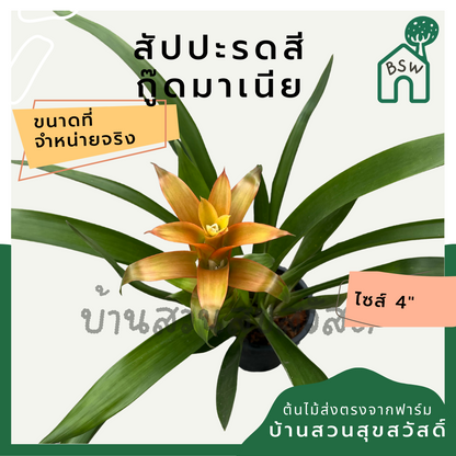 ต้นสัปปะรดสี สัปปะรดดอก มาในกระถาง 4 นิ้ว พร้อมตั้ง