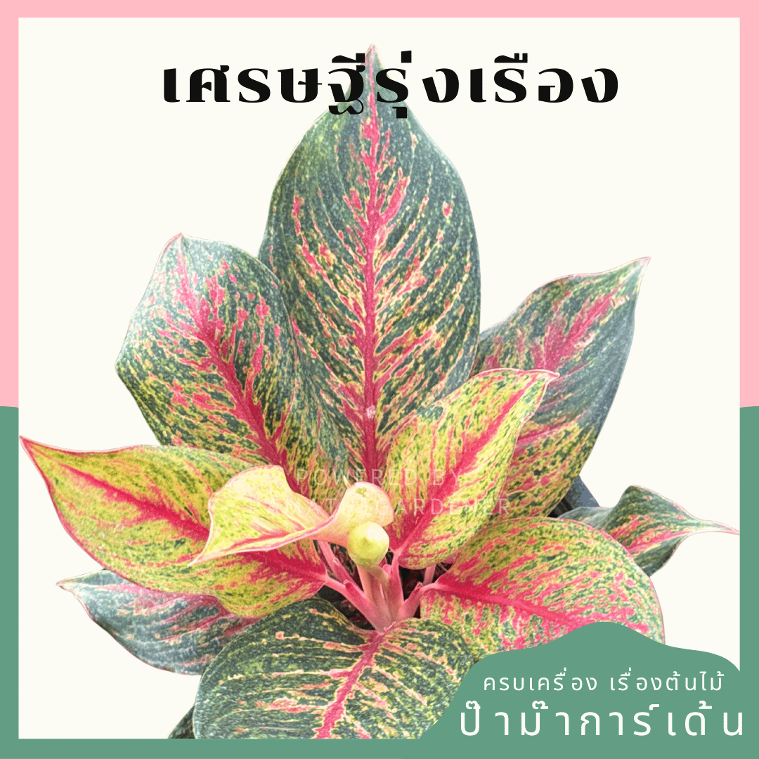 อโกลนีม่าเศรษฐีรุ่งเรือง (Setthi Rungrueang)