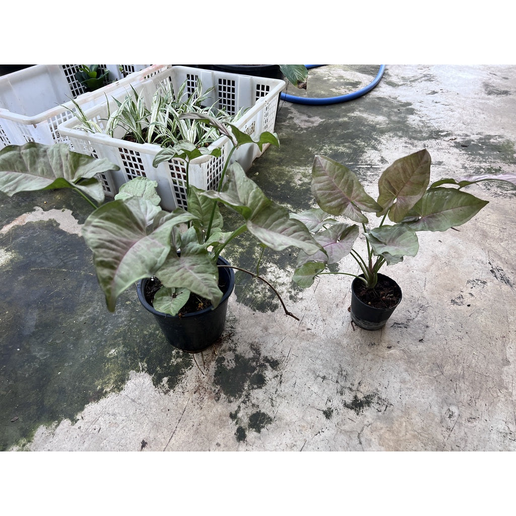 ออมชมพู ใบด่าง Pink Spot syngonium  กระถาง 5 นิ้ว คัดลาย